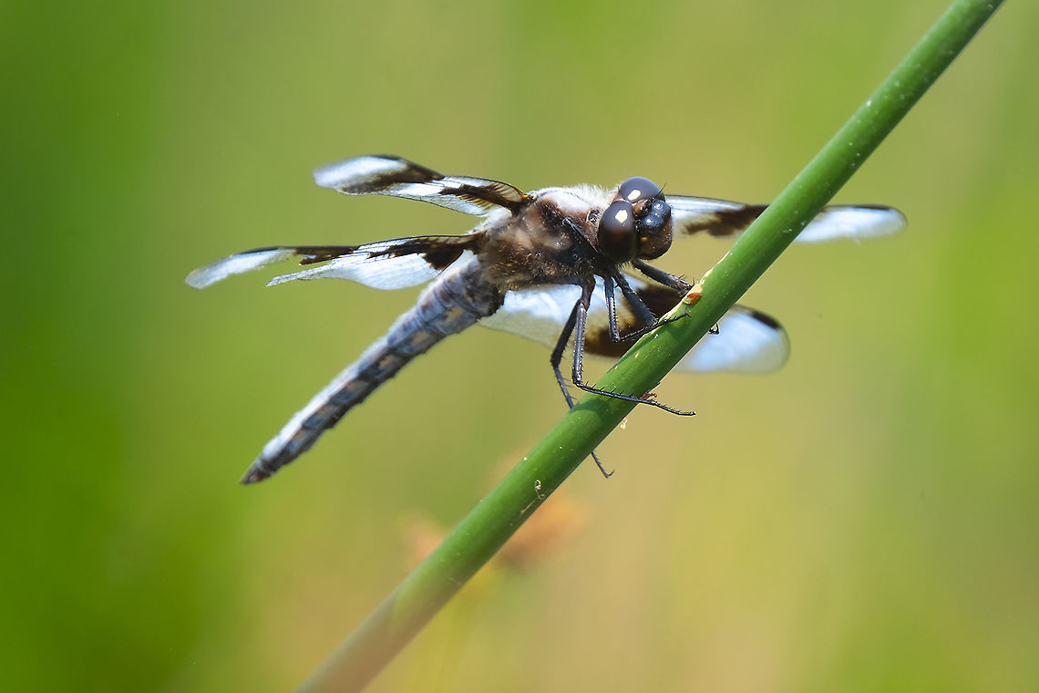 8 spotted skimmer supposedly we have 4 spotted and 12 spotted skimmers... as well as a few others. I have yet to track them down though...  Geotagged,Libellula forensis,Summer,United States,eight spotted skimmer