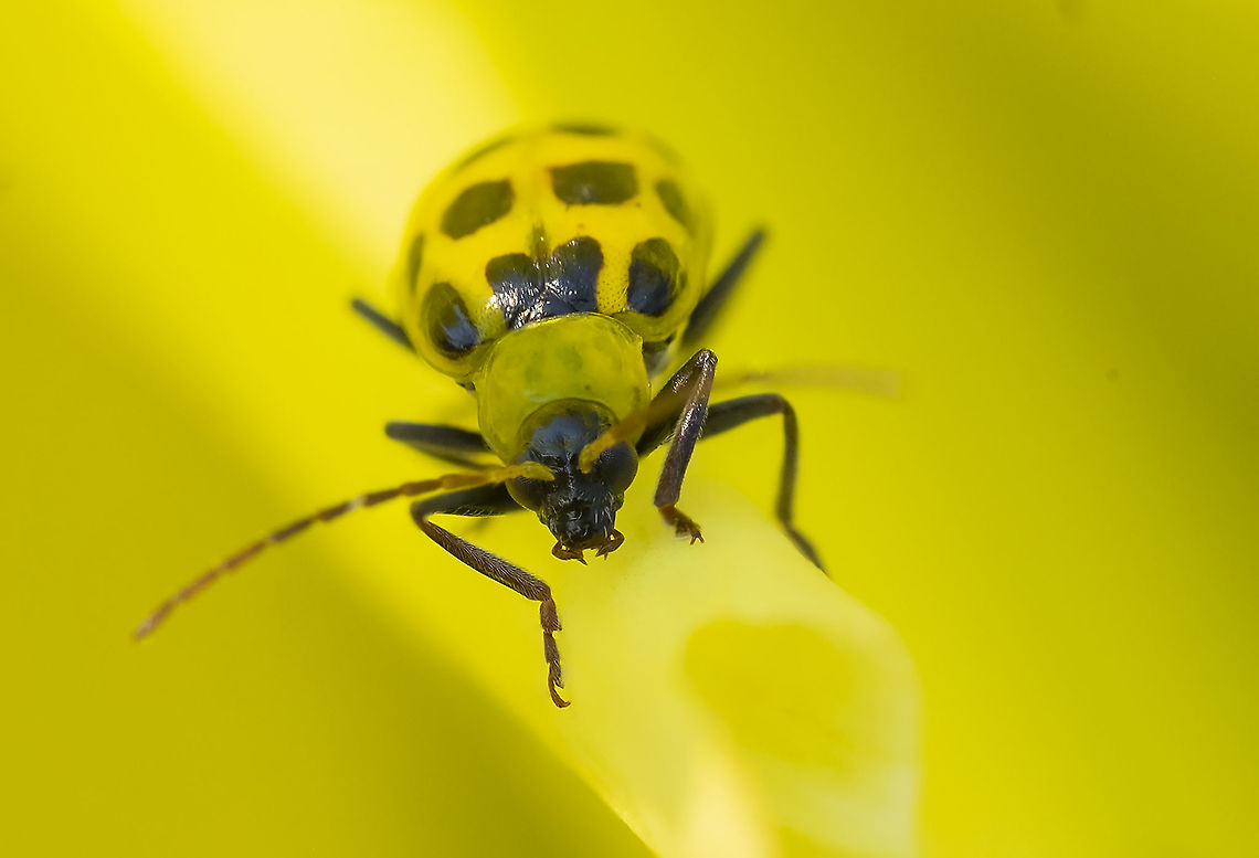 spotted cucumber beetle on a yellow dahlia Diabrotica undecimpunctata,Geotagged,Spotted cucumber beetle,Summer,United States