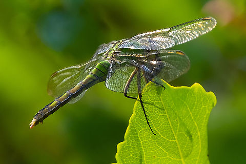 Western pondhawk female  Erythemis collocata,Geotagged,Summer,United States,Western pondhawk