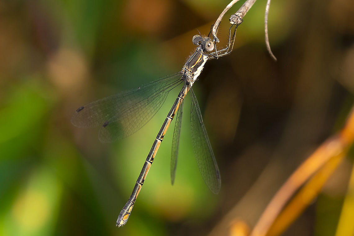spotted spreadwing female  Geotagged,Lestes congener,Spotted Spreadwing,Summer,United States