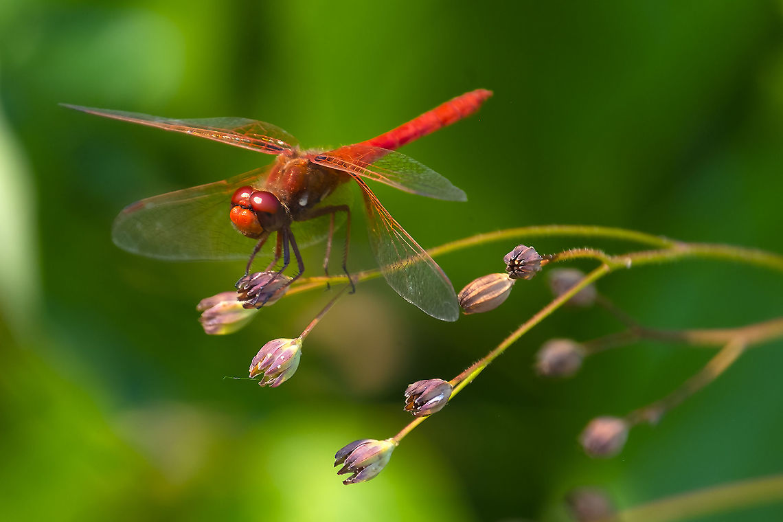 Cardinal meadowhawk small but very bold dragonflies (in color and bravery - not bothered by humans) Cardinal Meadowhawk,Geotagged,Summer,Sympetrum illotum,United States