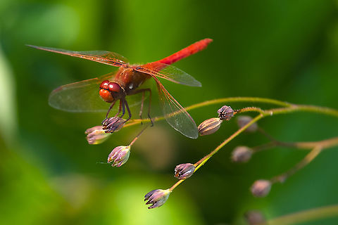 Cardinal meadowhawk small but very bold dragonflies (in color and bravery - not bothered by humans) Cardinal Meadowhawk,Geotagged,Summer,Sympetrum illotum,United States