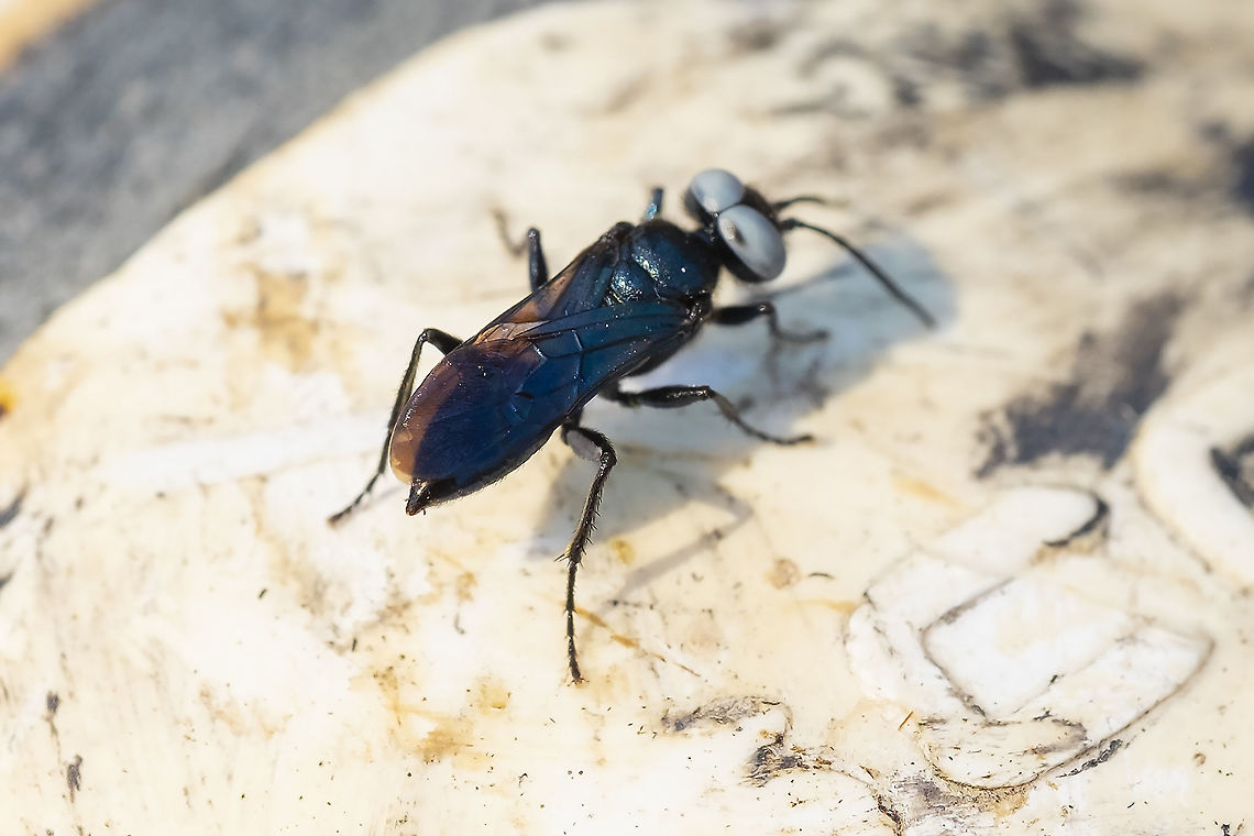 black wasp with large baby blue eyes I do wish this was a better photo.... but this guy was skittish and disappeared. I just cannot resist those crazy blue eyes though. <br />
7 species in the terminatus group, which I believe are blue eyed.<br />
Possibly Tachysphex similis - most in the group have some red, but not sure if similis is the only all black one. Dryudella caerulea,Geotagged,Summer,United States