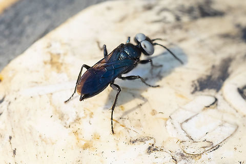 black wasp with large baby blue eyes I do wish this was a better photo.... but this guy was skittish and disappeared. I just cannot resist those crazy blue eyes though. 
7 species in the terminatus group, which I believe are blue eyed.
Possibly Tachysphex similis - most in the group have some red, but not sure if similis is the only all black one. Dryudella caerulea,Geotagged,Summer,United States
