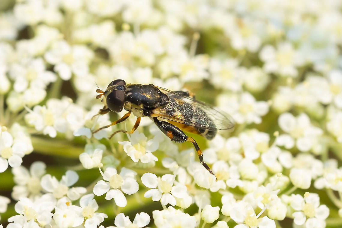thick legged hoverfly  Geotagged,Summer,Syritta pipiens,Thick-legged hoverfly,United States