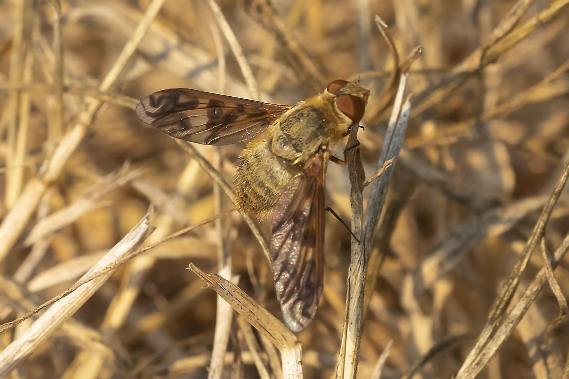 well camouflaged fly  Dipalta serpentina,Geotagged,Summer,United States