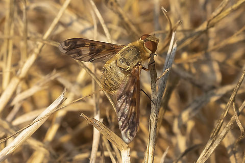 well camouflaged fly  Dipalta serpentina,Geotagged,Summer,United States