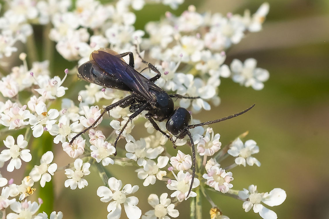 small black wasp showed blue reflections in the sunlight<br />
I believe that this may be Phanagenia bombycina - hoping for confirmation from BugGuide Geotagged,Summer,United States