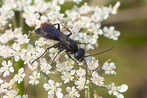 small black wasp showed blue reflections in the sunlight
I believe that this may be Phanagenia bombycina - hoping for confirmation from BugGuide Geotagged,Summer,United States