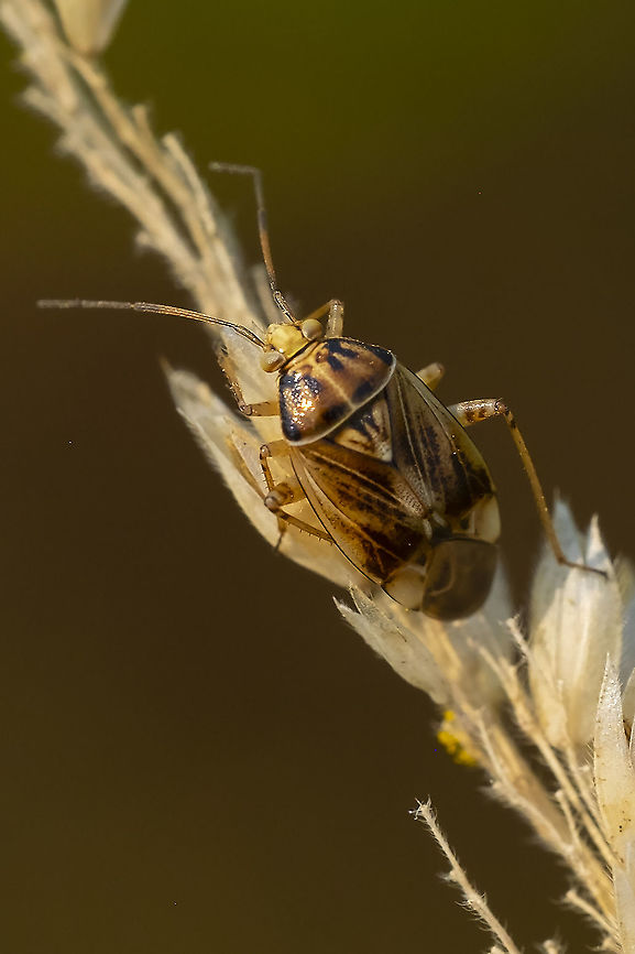 Tarnished plant bug  Geotagged,Lygus lineolaris,Summer,Tarnished plant bug,United States