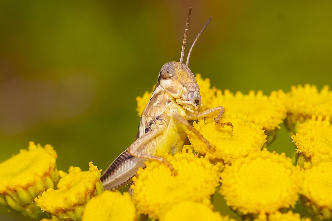 The devastating grasshopper nymph  Geotagged,Melanoplus devastator,Summer,United States