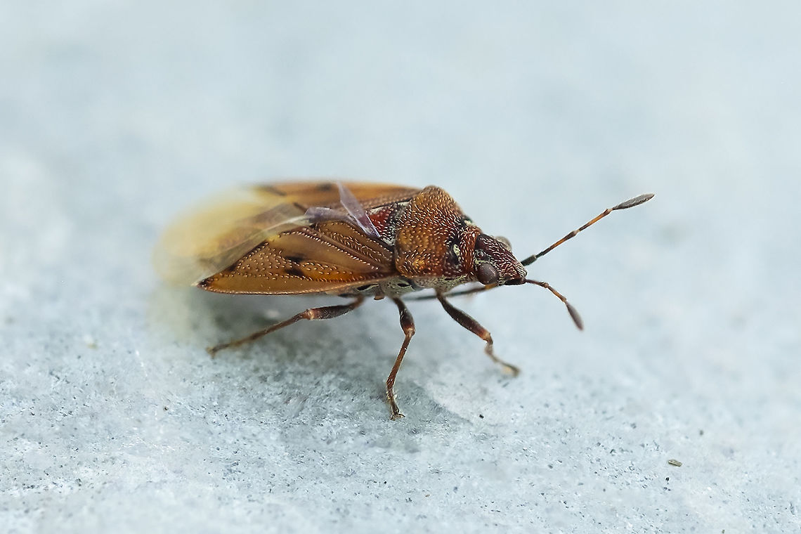 Birch catkin bug  Birch Catkin Bug,Geotagged,Kleidocerys resedae,Summer,United States