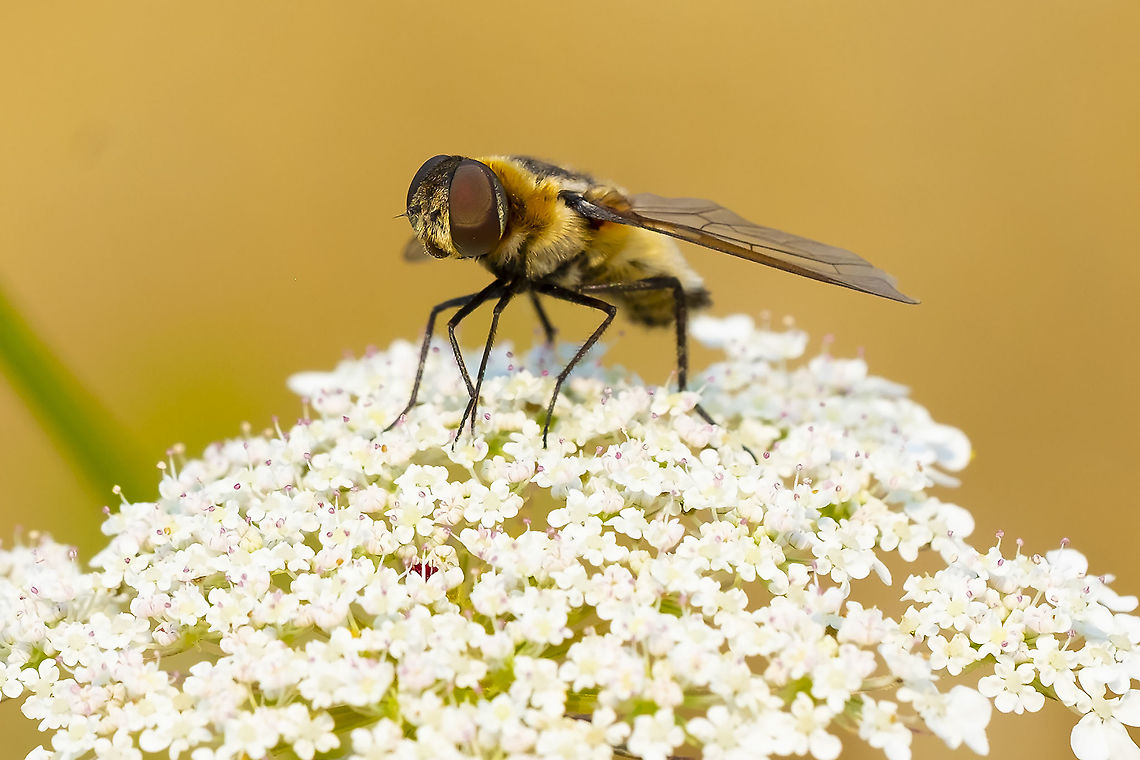 Villa nigropecta two small whitish patches on the rear visible in other photos<br />
wing veins also match Geotagged,Summer,United States,Villa nigropecta
