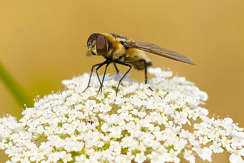 Villa nigropecta two small whitish patches on the rear visible in other photos
wing veins also match Geotagged,Summer,United States,Villa nigropecta