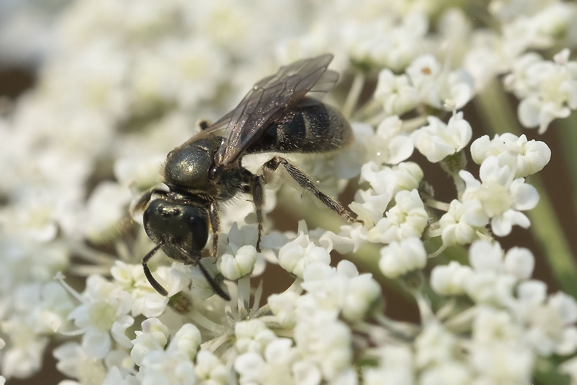 sweat bee I think that this may be Lasioglossum subgenus Hemihalictus sensu lato Geotagged,Summer,United States