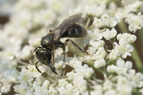 sweat bee I think that this may be Lasioglossum subgenus Hemihalictus sensu lato Geotagged,Summer,United States