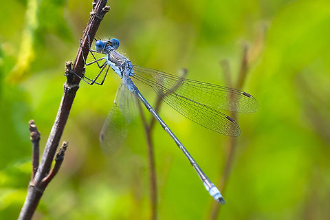 spotted spreadwing male  Geotagged,Lestes congener,Spotted Spreadwing,Summer,United States