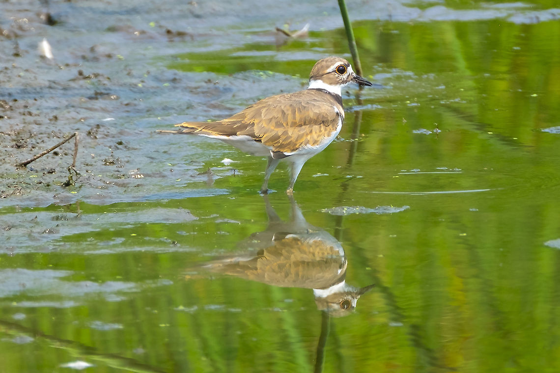 killdeer  Charadrius vociferus,Geotagged,Killdeer,Summer,United States