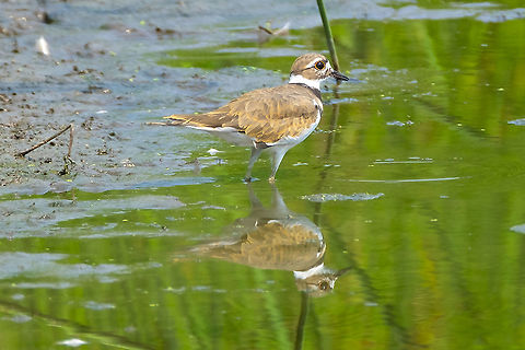 killdeer  Charadrius vociferus,Geotagged,Killdeer,Summer,United States