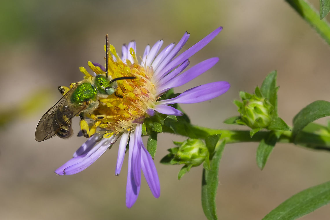 Texas striped sweat bee  Agapostemon texanus,Geotagged,Green sweat bee,Summer,United States,agepostemon tex