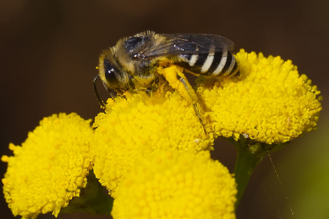 Wide-striped furrow bee  Geotagged,Halictus farinosus,Summer,United States
