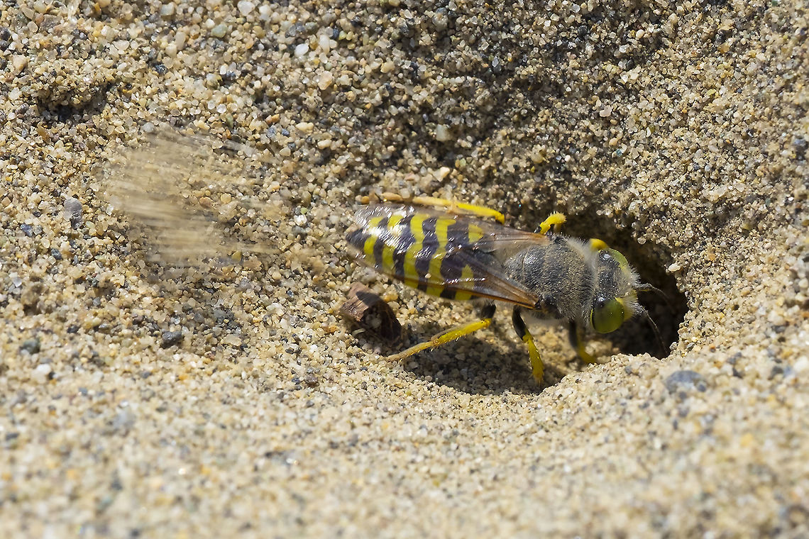 sand wasp digging  American Sand Wasp,Bembix americana,Geotagged,Summer,United States