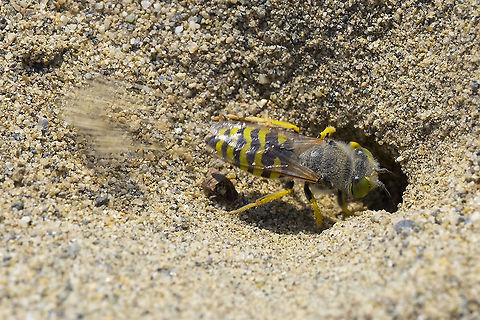 sand wasp digging  American Sand Wasp,Bembix americana,Geotagged,Summer,United States