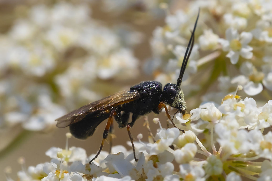 black and orange tiny wasp likely Chelonus sp. - no sub genus info available at BugGuide<br />
parasitic  Geotagged,Summer,United States