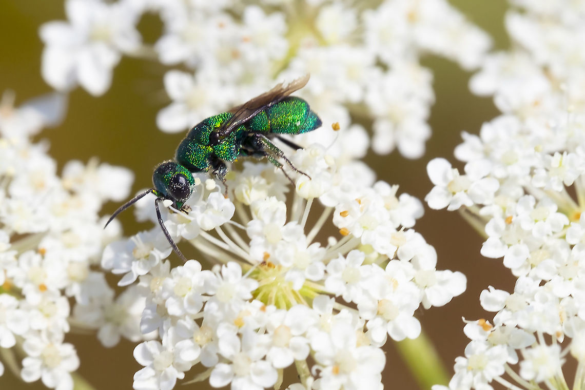 cuckoo wasp Chrysis  Geotagged,Summer,United States