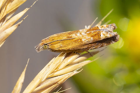 Grass moth  Geotagged,Summer,United States
