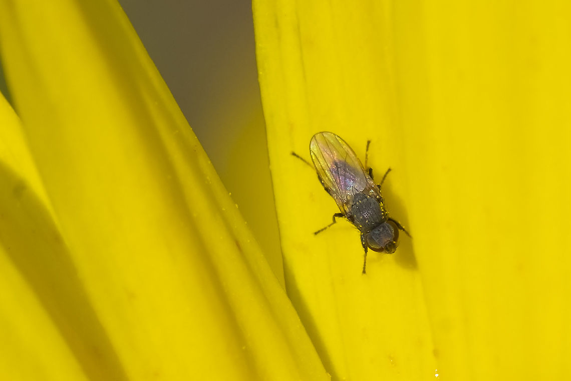 tiny flower fly  Geotagged,Summer,United States