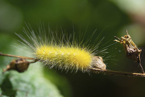 Yellow bear  Geotagged,Spilosoma virginica,Summer,United States,Virginia tiger moth
