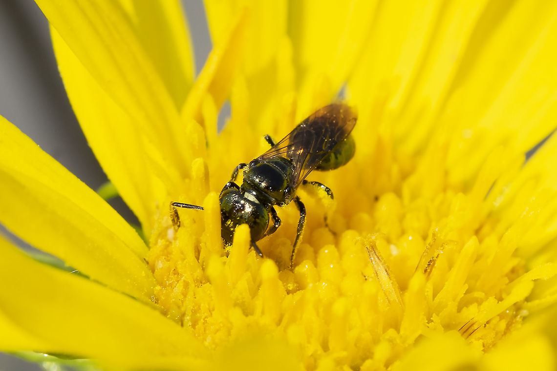 Prickly small carpenter  Ceratina acantha,Geotagged,Summer,United States