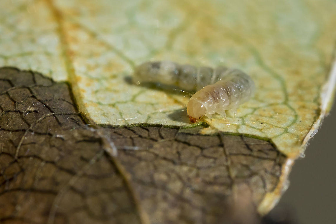 leaf roller caterpillar  Geotagged,Phyllocnistis populiella,Summer,United States