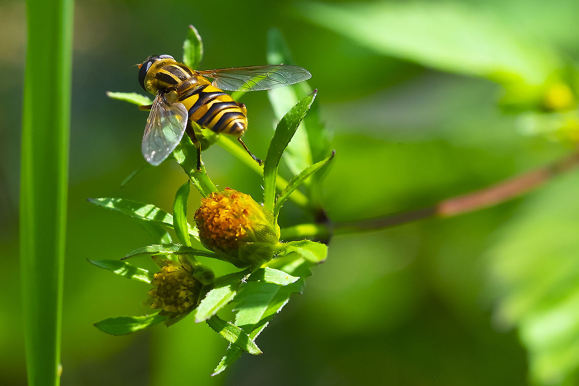 marsh loving syrphid fly  Geotagged,Helophilus fasciatus,Summer,United States