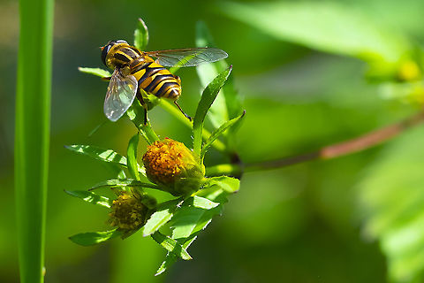 marsh loving syrphid fly  Geotagged,Helophilus fasciatus,Summer,United States