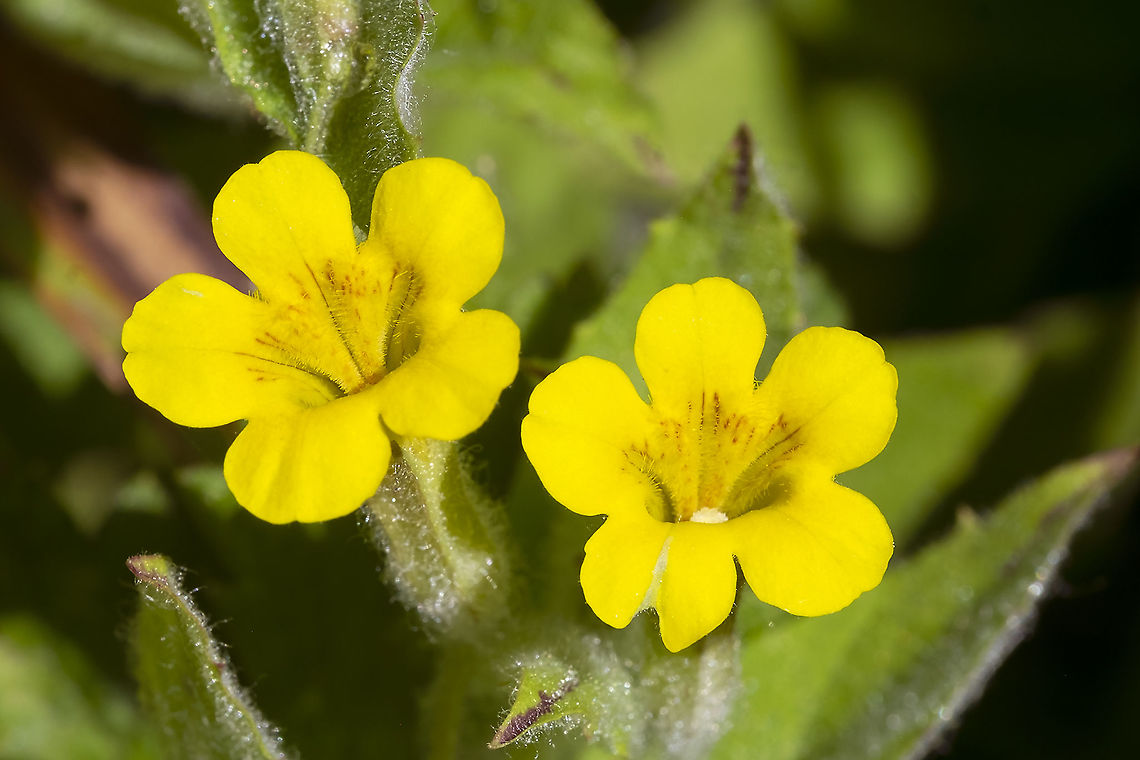 musk monkey flower  Erythranthe moschata,Geotagged,Musk Monkeyflower,Summer,United States