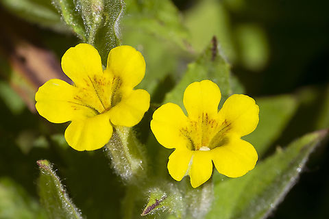 musk monkey flower  Erythranthe moschata,Geotagged,Musk Monkeyflower,Summer,United States
