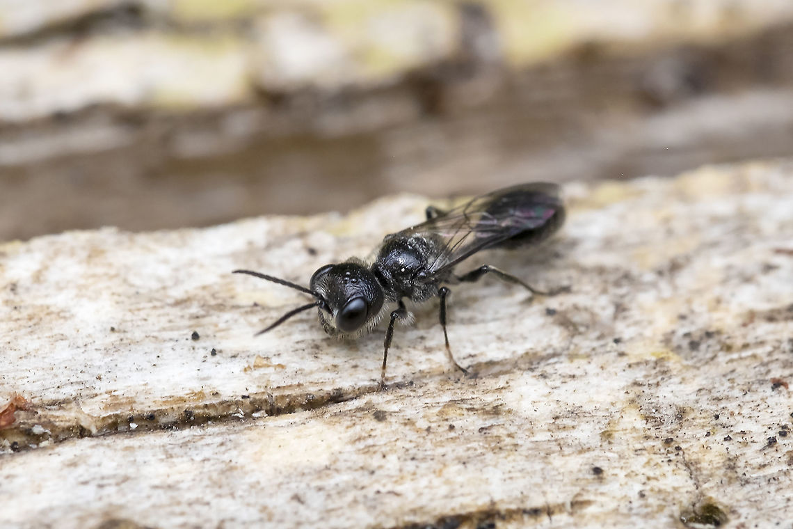small black wasp possible Pemphredon sp. Geotagged,Summer,United States