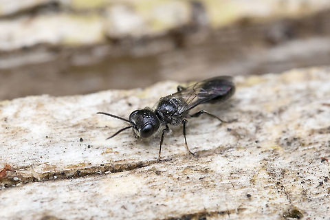 small black wasp possible Pemphredon sp. Geotagged,Summer,United States