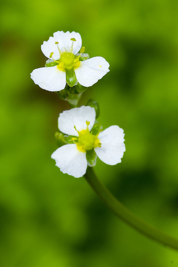 water plantain  Alisma triviale,Geotagged,Northern water plantain,Summer,United States