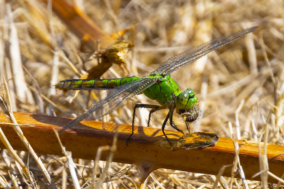 Western Pondhawk female enjoying a meal of skipper butterfly Anax junius,Erythemis collocata,Geotagged,Green Darner,Summer,United States,Western pondhawk