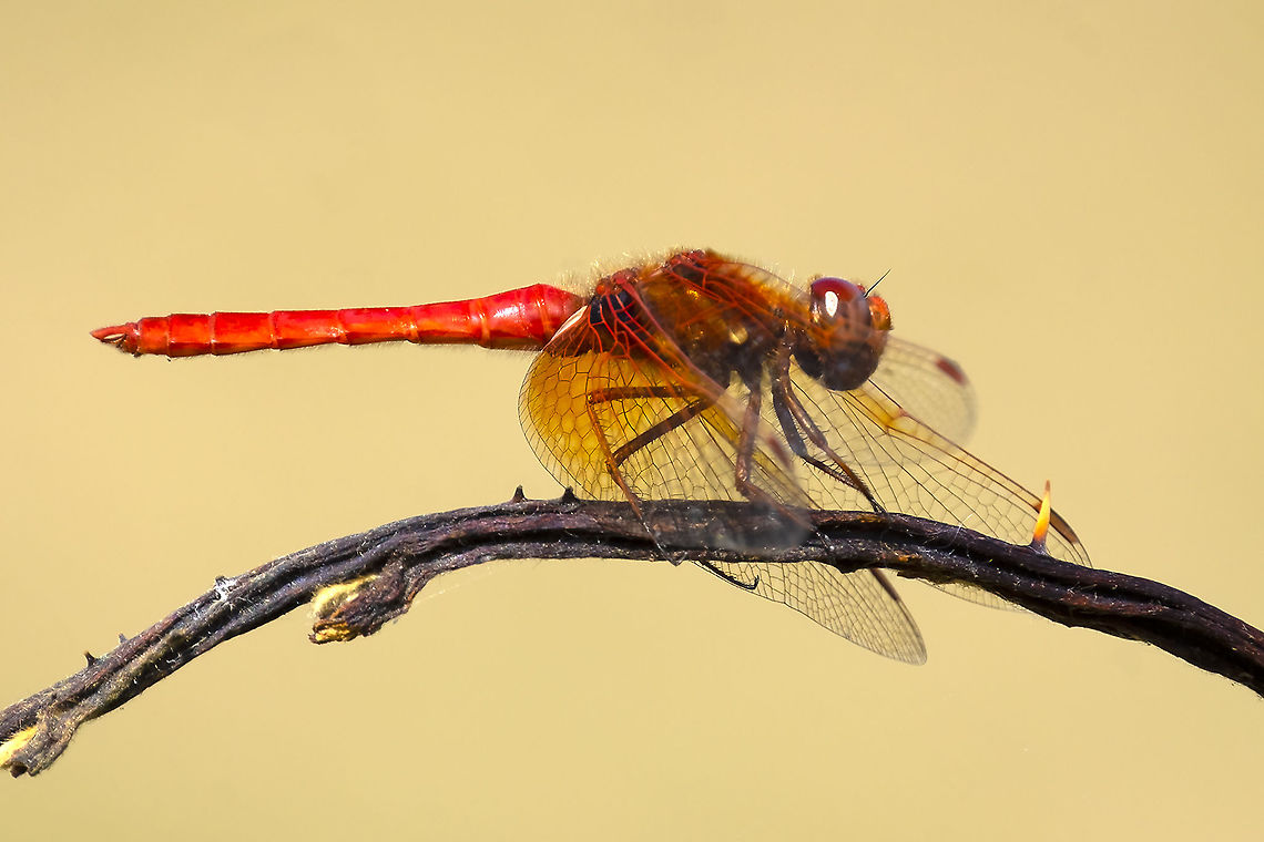 cardinal meadowhawk  Cardinal Meadowhawk,Geotagged,Summer,Sympetrum illotum,United States