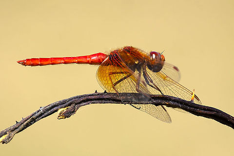cardinal meadowhawk  Cardinal Meadowhawk,Geotagged,Summer,Sympetrum illotum,United States