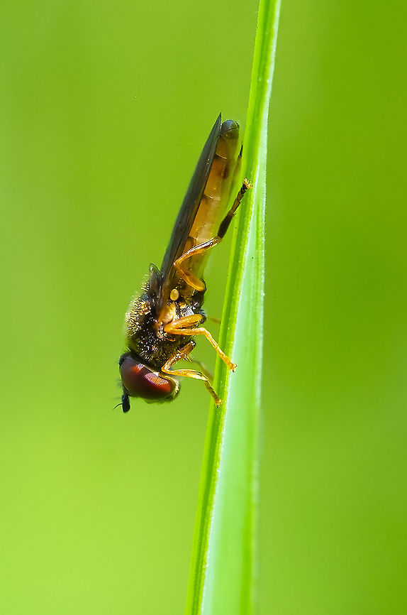 Meadow sedgesitter  Geotagged,Platycheirus quadratus,Summer,United States