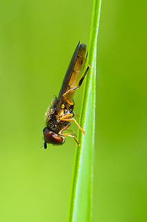 Meadow sedgesitter  Geotagged,Platycheirus quadratus,Summer,United States
