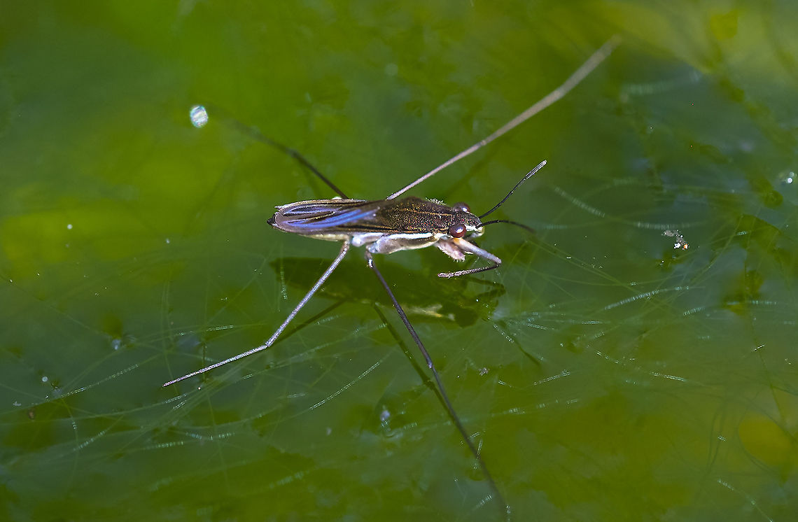 water strider  Geotagged,Gerris buenoi,Summer,United States