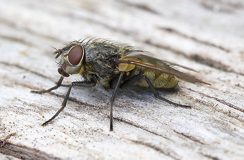 cluster fly Pollenia sp.  Geotagged,Summer,United States