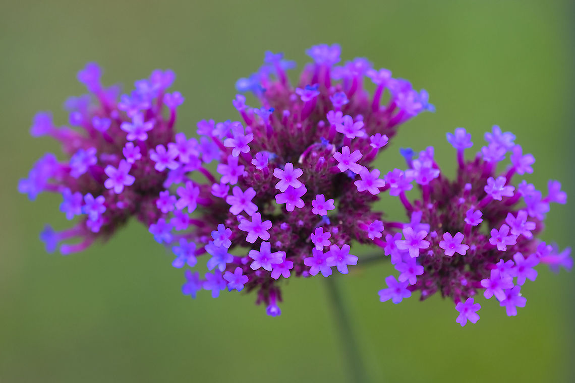 purple top vervain  Geotagged,Purpletop vervain,Summer,United States,Verbena bonariensis