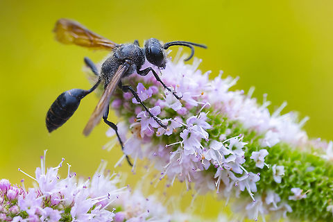 Grass-carrying Wasp